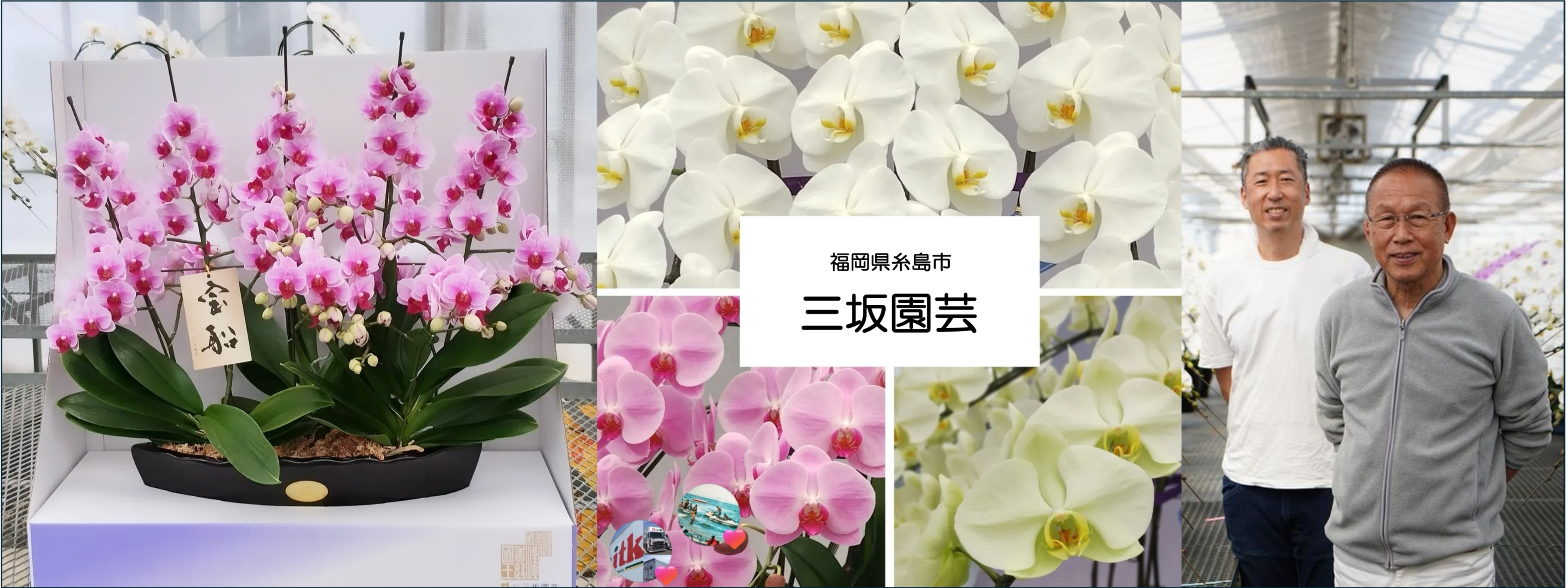 福岡県糸島市発】最高品質の胡蝶蘭を地元福岡県の企業へ届けるための