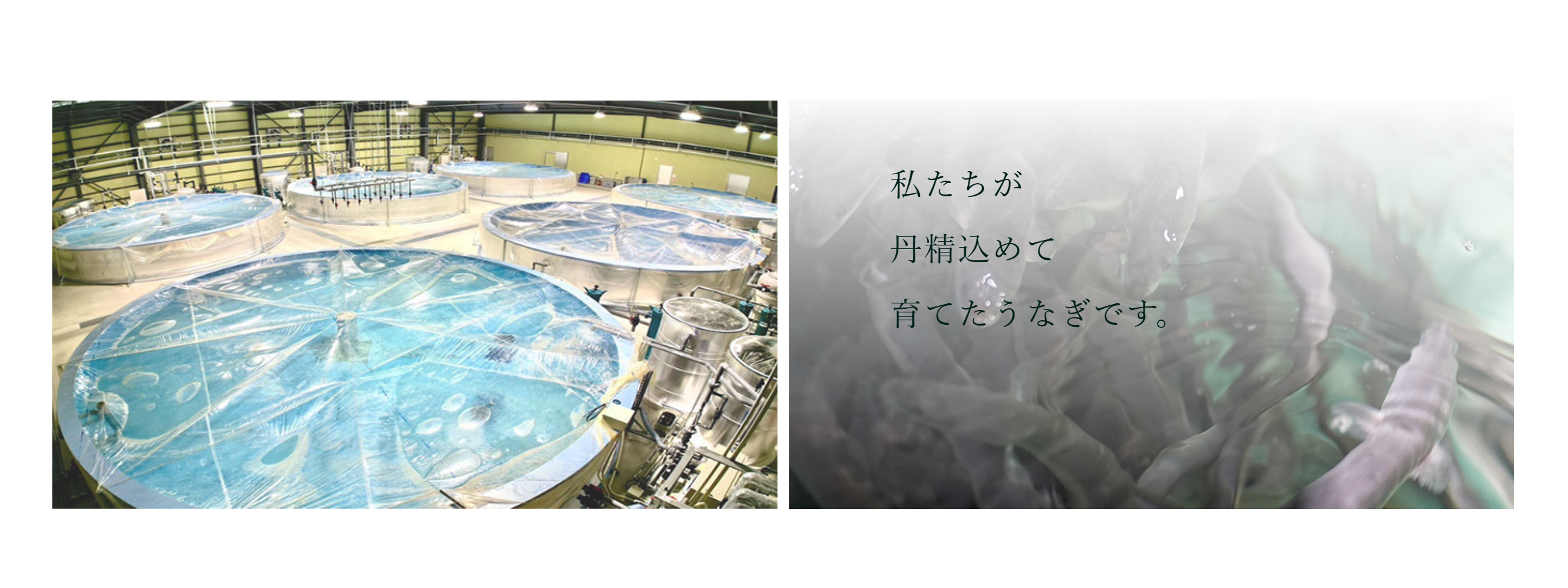 国産ブランドうなぎ「侍うなぎ」の生産体制強化へ!陸上養殖の技術指導・生産改善を担う“ニホンウナギ養殖アドバイザー”募集!